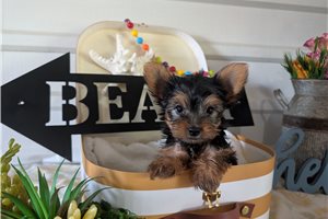 Bucky - Yorkshire Terrier - Yorkie for sale