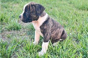 Keaton - puppy for sale