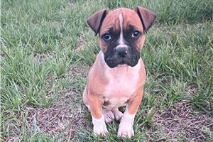Kylie - puppy for sale