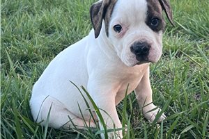 Keith - puppy for sale
