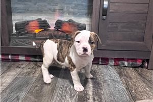 Samson - American Bulldog for sale