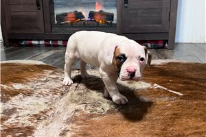 Abigail - American Bulldog for sale