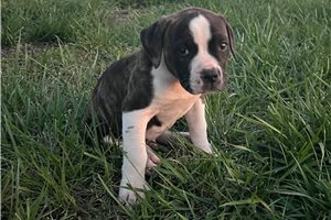 Konrad - puppy for sale