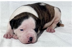 Kayla - American Bulldog for sale