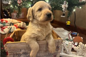 Holden - Labradoodle for sale