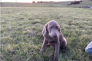 Dale - Labrador Retriever for sale