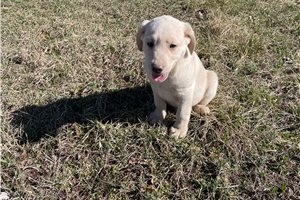 Timothee - Labrador Retriever for sale