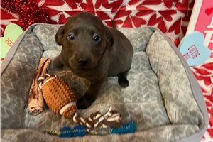 Sylvie - puppy for sale