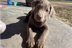 Violetta - Labrador Retriever for sale