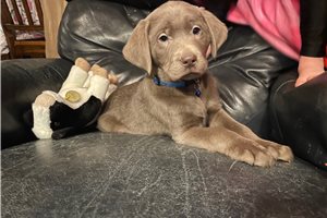 Damien - puppy for sale
