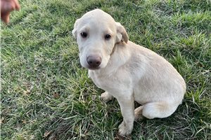 Simone - puppy for sale