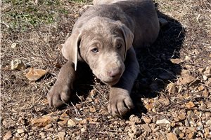 Osborn - Labrador Retriever for sale