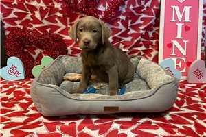 Zara - puppy for sale