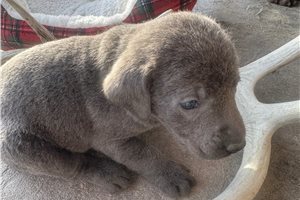 Chuck - Labrador Retriever for sale