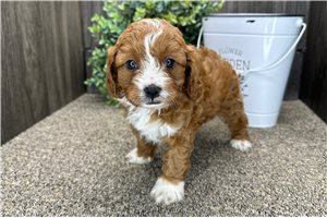 Rainey - puppy for sale