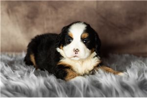 Winnie - Bernese Mountain Dog for sale