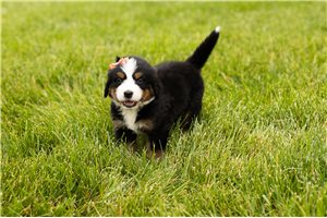 Florence - Bernese Mountain Dog for sale