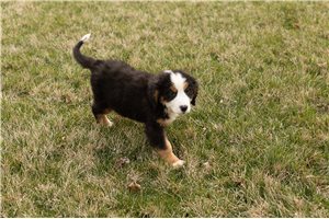 Weasley - Bernese Mountain Dog for sale
