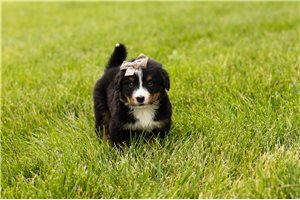 Flora - Bernese Mountain Dog for sale