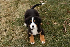 Owen - Bernese Mountain Dog for sale