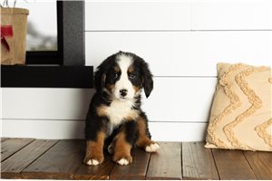 Oscar - Bernese Mountain Dog for sale