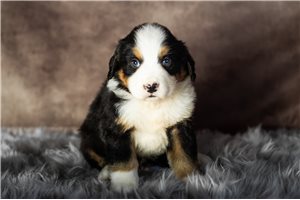 Whiskey - puppy for sale