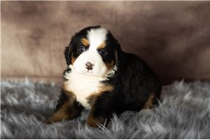 Willa - Bernese Mountain Dog for sale