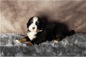 Wallace - puppy for sale