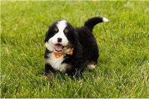 Forrest - Bernese Mountain Dog for sale