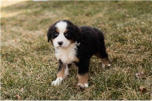 Abel - Bernese Mountain Dog for sale