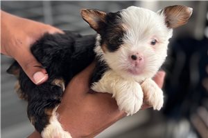 Adara - puppy for sale