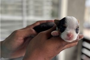 Abigail - Yorkshire Terrier - Yorkie for sale