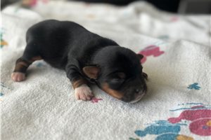 Adda - Yorkshire Terrier - Yorkie for sale