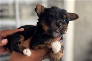 Adda - Yorkshire Terrier - Yorkie for sale
