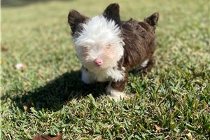 Douglas - Yorkshire Terrier - Yorkie for sale