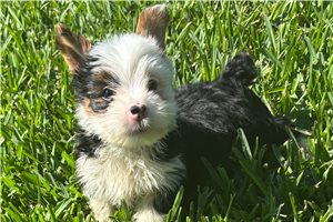 Atticus - puppy for sale