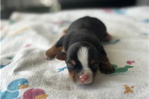 Abigail - Yorkshire Terrier - Yorkie for sale