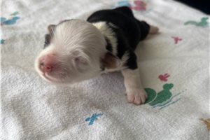 Adara - Yorkshire Terrier - Yorkie for sale