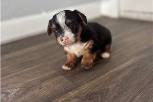 Mila - Yorkshire Terrier - Yorkie for sale