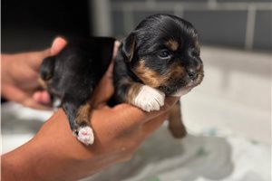 Adda - Yorkshire Terrier - Yorkie for sale