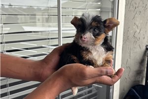 Mila - Yorkshire Terrier - Yorkie for sale