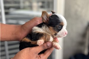Abigail - puppy for sale