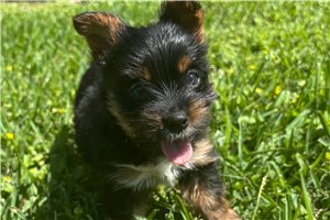 Adda - Yorkshire Terrier - Yorkie for sale