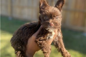 Diamond - Yorkshire Terrier - Yorkie for sale
