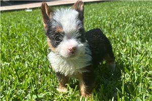 Abigail - Yorkshire Terrier - Yorkie for sale