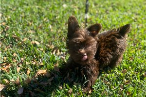 Dalton - Yorkshire Terrier - Yorkie for sale