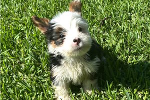 Floyd - Yorkshire Terrier - Yorkie for sale