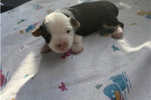 Adara - Yorkshire Terrier - Yorkie for sale