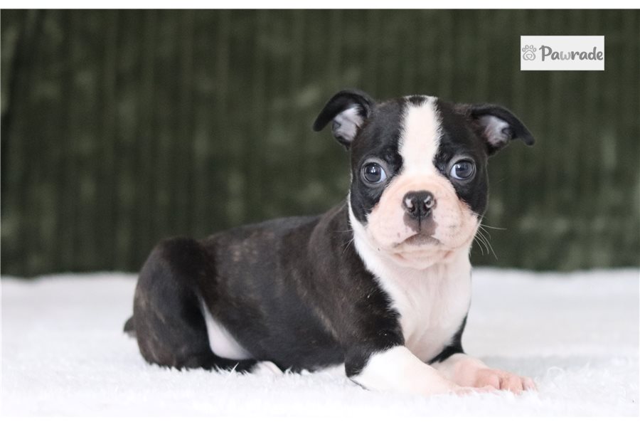 Douglas, male Boston Terrier puppy for sale