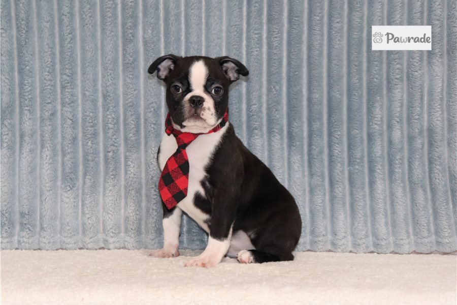 Dozer - Boston Terrier for sale